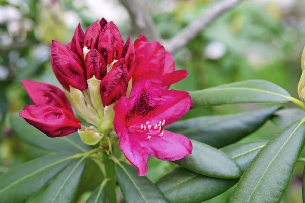 Schöner roter Rhododendron. — Stockfoto