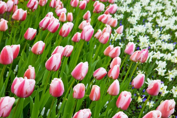 Фон білих і рожевих тюльпанів . — стокове фото