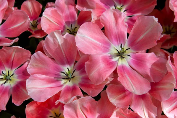 Pembe Laleler arka plan.