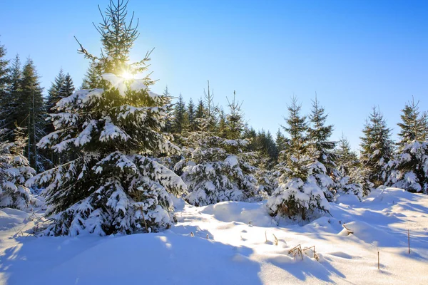 Sol brillando detrás del abeto en el bosque de invierno . —  Fotos de Stock