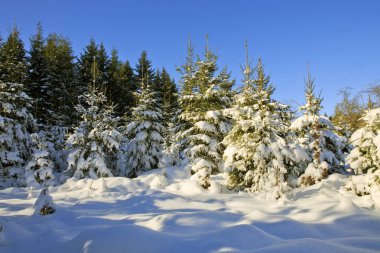 Karla kaplı ağaçlarla kaplı kış manzarası.