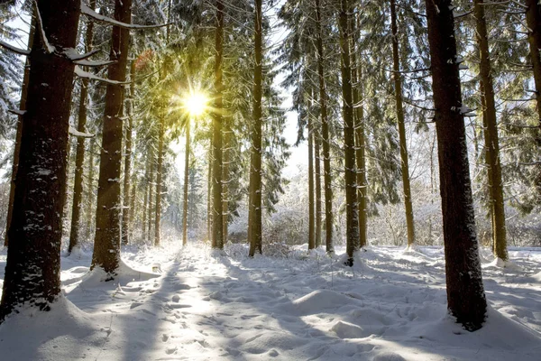 Kış ormanında gün batımı.