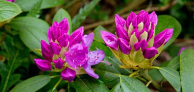 Güzel pembe Rhododendron.