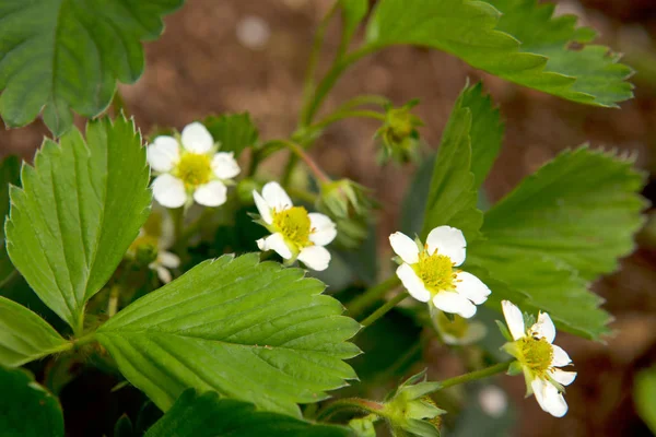 Blooming strawberries in the garden. — Stock Photo, Image