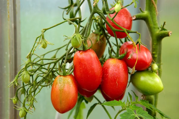 Ripe natural bottles tomatoes . — Stock Photo, Image