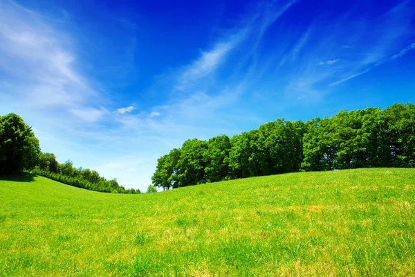 Sommar landskap med fältet och träd. — Stockfoto