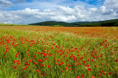 Güzel gelincik tarlası ve mavi gökyüzü.