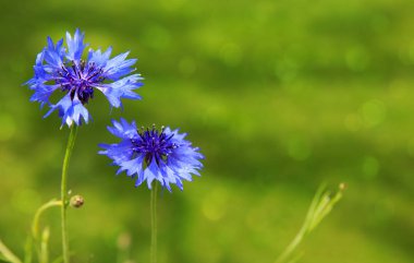 İzole çift mavi Peygamber Çiçeği .