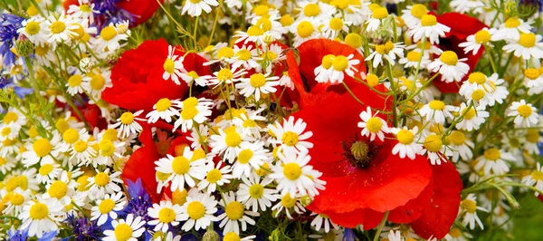 Wilde Blumen Hintergrund. — Stockfoto