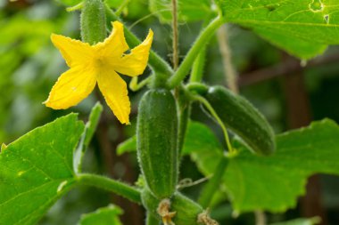 Bahçede salatalık yetiştiriyorum..