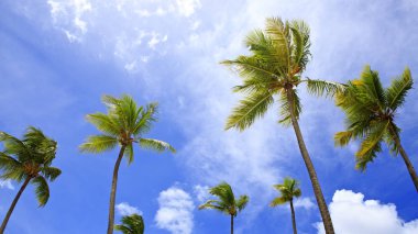 Palmiye ağaçları ve güneş ile güzel tropik güneş.