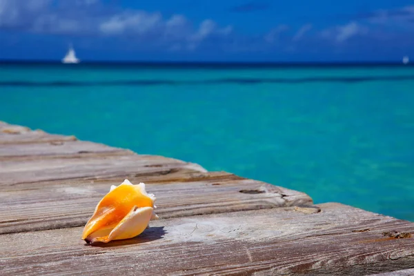 Sea shell on wooden background. — Stock Photo, Image