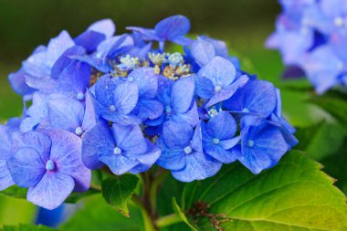 Mavi ortanca çiçekleri Bahçe, çiçek arka planda.