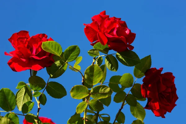 Three red roses on sunny sky.