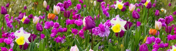 Paarse tulpen achtergrond. — Stockfoto