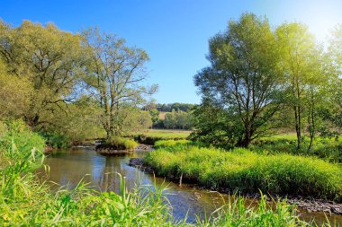Nehirlerin kıyısında yaz ağaçları.