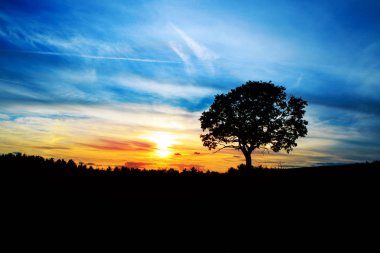 Sunrise ağacı.