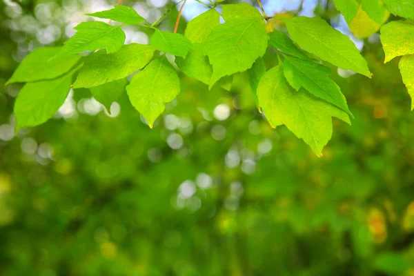 Voorjaarsachtergrond met groene bladeren. — Stockfoto