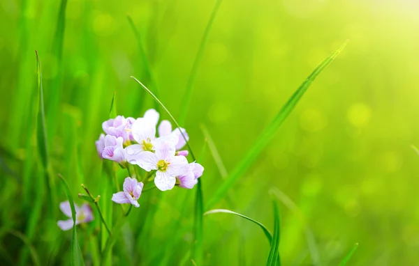 Frühling Blumen Hintergrund. — Stockfoto