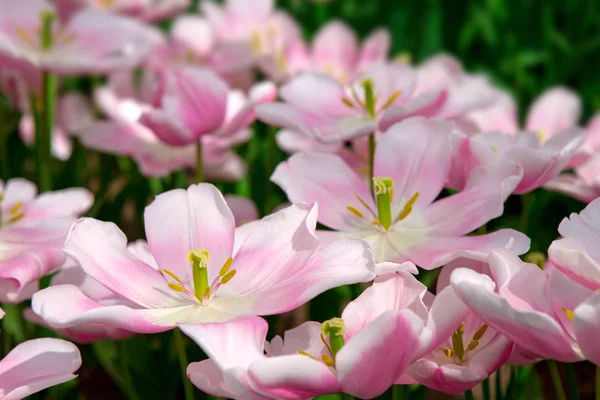 Pink tulips background. Stock Picture