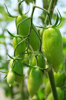 Yeşil kaynaklanıyor olgunlaşmamış domates meyve.