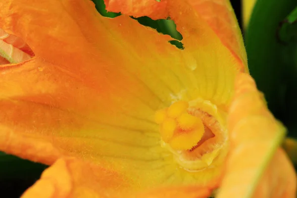 Макро на цветке цуккини . — стоковое фото