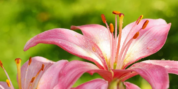 Roze lelies bloeien closeup. — Stockfoto