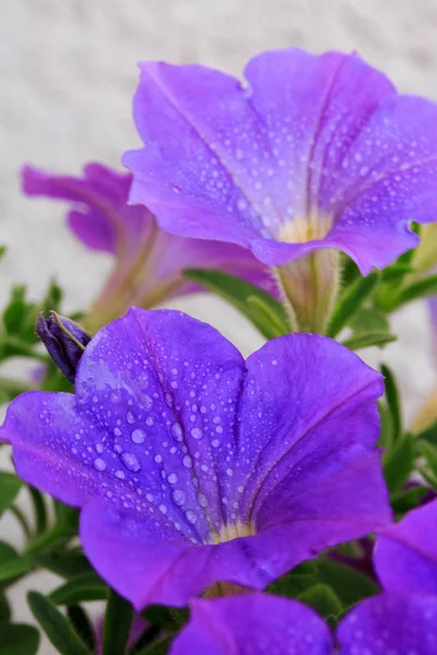 Крупним планом красива фіолетова петунія . — стокове фото