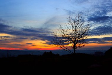günbatımı ağacının altında.
