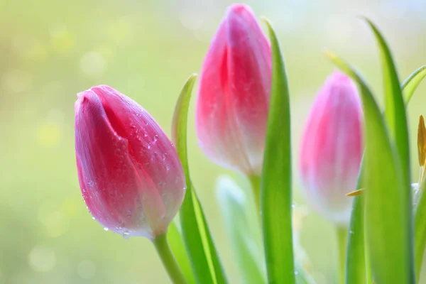 Tulipes roses isolées sur fond vert . — Photo