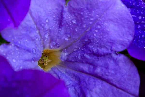 Gros plan de belle pétunia pourpre. — Photo