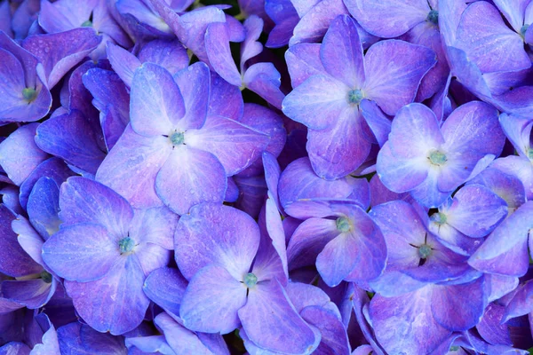 Mavi ortanca çiçeğinin makro resmi. — Stok fotoğraf