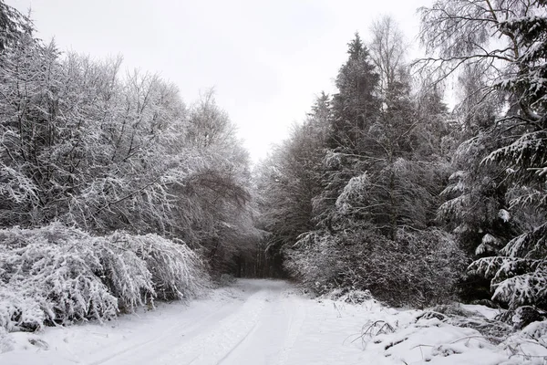 Träd med snö i vinterskogen. — Stockfoto