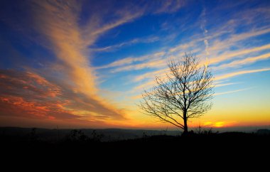 günbatımı ağacının altında.