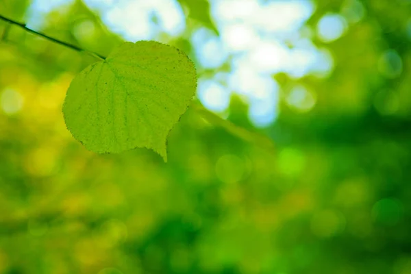 Fondo de primavera con hoja verde , — Foto de Stock