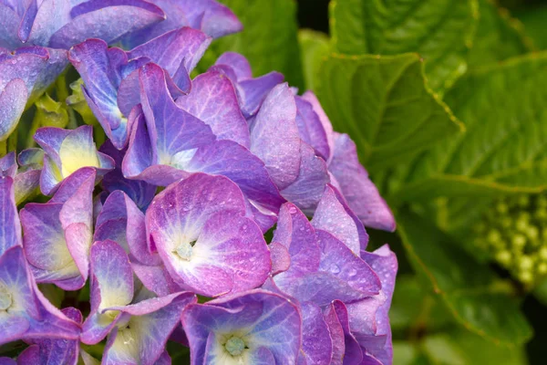 Macro image de fleur d'hortensia bleue . — Photo