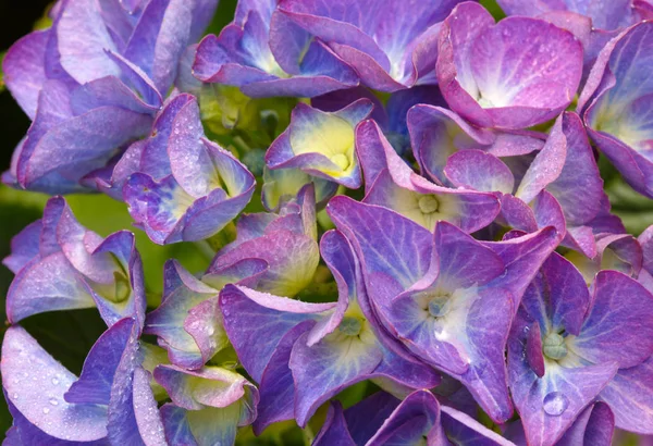 Macro image of Blue Hydrangea flower. — Stock Photo, Image