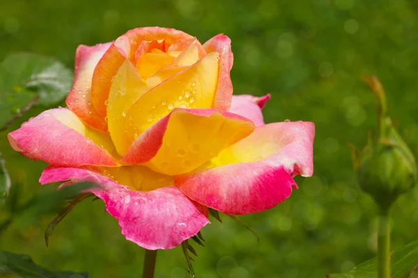 Yellow with pink edge noble rose. — Stock Photo, Image