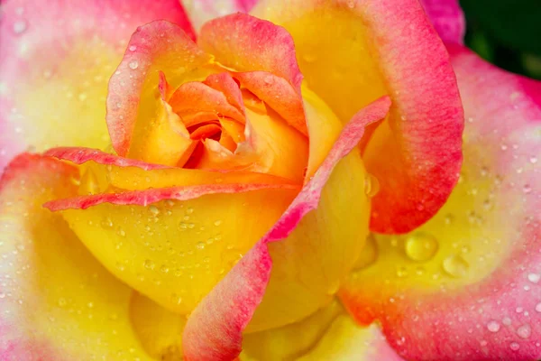 Yellow with pink edge noble rose. Macro shot. — Stock Photo, Image