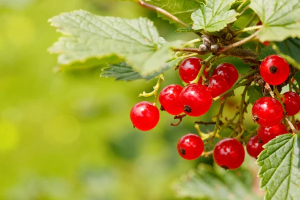 Grosellas rojas maduras en el jardín, enfoque selectivo  . — Foto de Stock