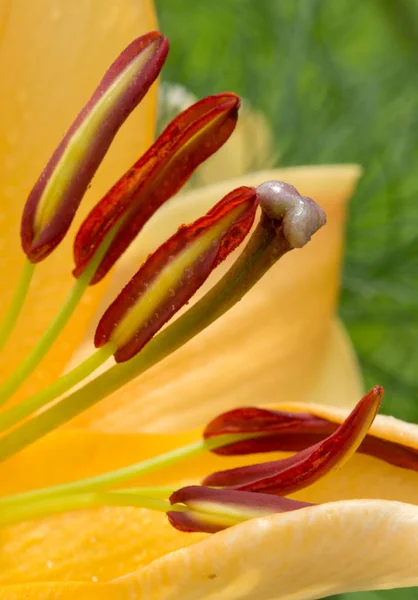 Lilly closeup λουλούδι. — Φωτογραφία Αρχείου