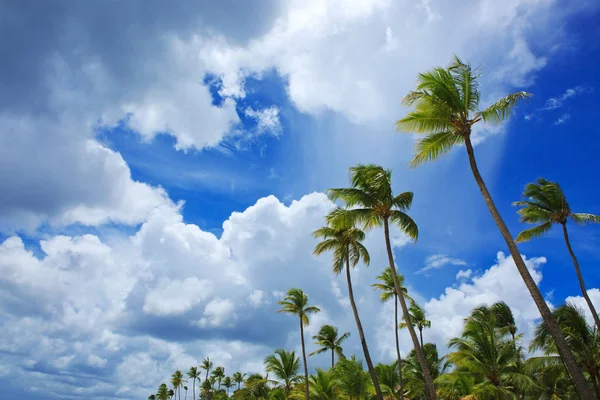Beau soleil tropical avec palmiers et soleil . — Photo
