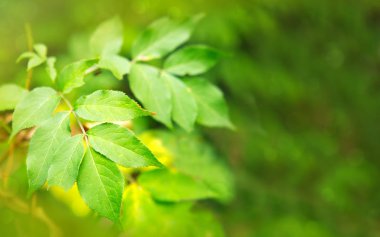 Yeşil yapraklı bahar arkaplanı.