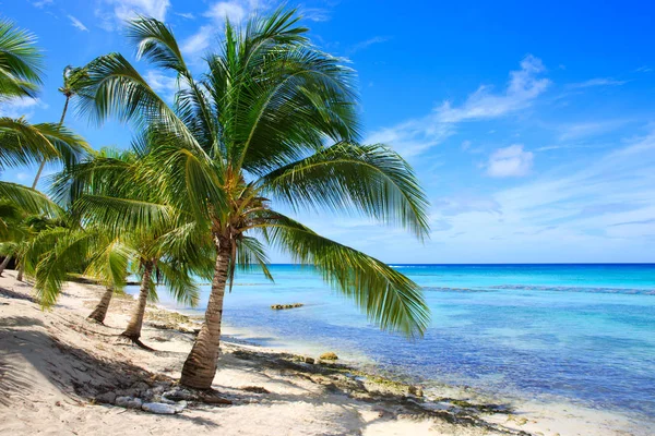 Mar Caribe y palmeras . — Foto de Stock