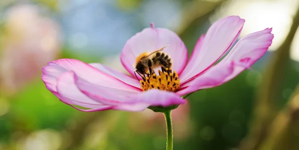 Bee on pink Cosmos flower.