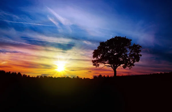 Sunrise with tree. — Stock Photo, Image