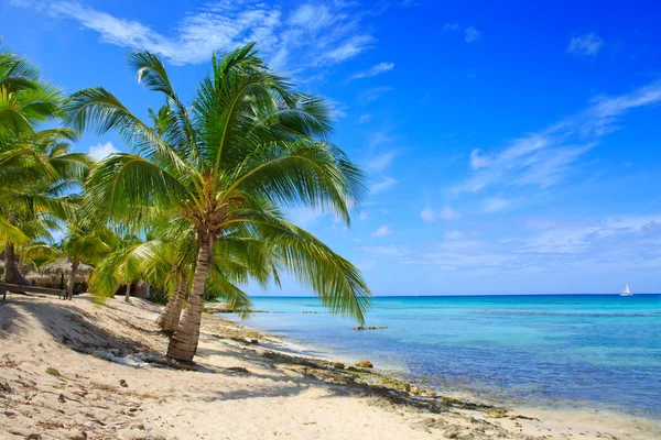 Caribbean sea and palms. — Stock Photo, Image