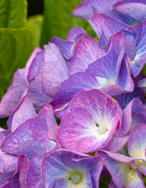 青紫陽花のマクロ画像. — ストック写真