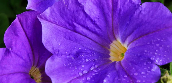 Крупный план красивой фиолетовой петунии . — стоковое фото