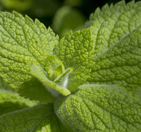 Tutup daun hijau peppermint . — Stok Foto